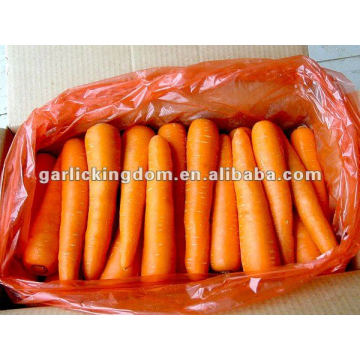 Zanahoria roja fresca de la venta caliente